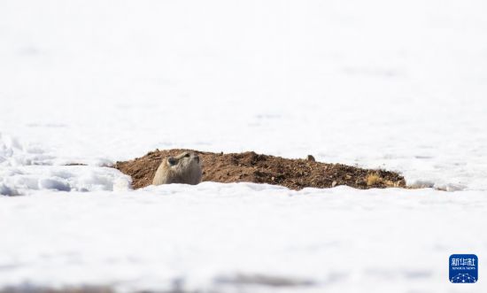 寥廓羌塘生灵福地(图12)
