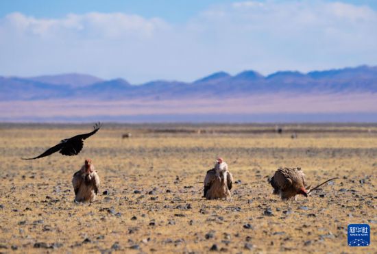 寥廓羌塘生灵福地(图10)