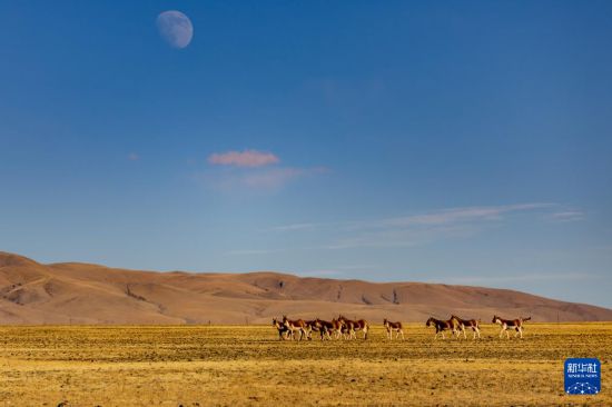 寥廓羌塘生灵福地(图11)