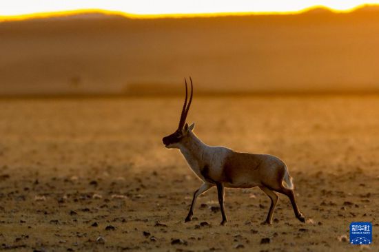 寥廓羌塘生灵福地(图13)