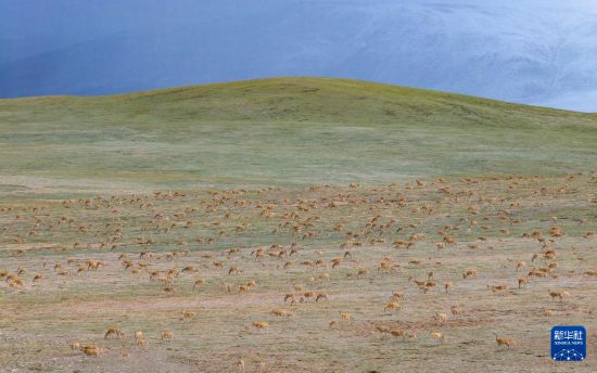 寥廓羌塘生灵福地(图14)