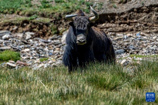 寥廓羌塘生灵福地(图16)