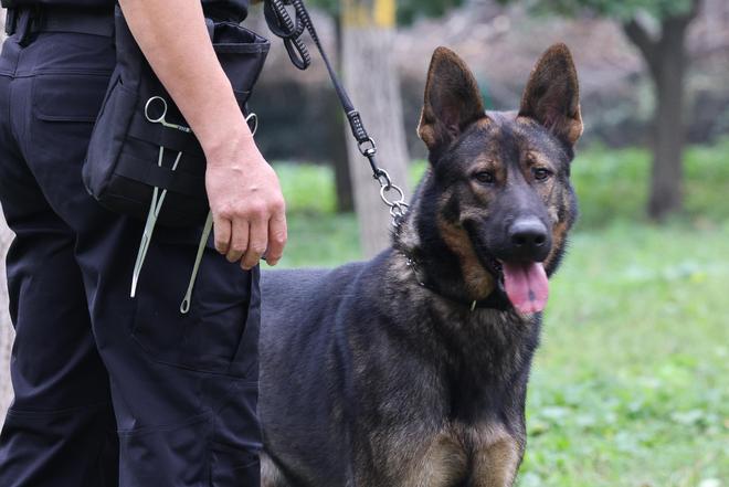 打造警犬“国字号”品牌！公安部力推昆明犬走向全国(图1)