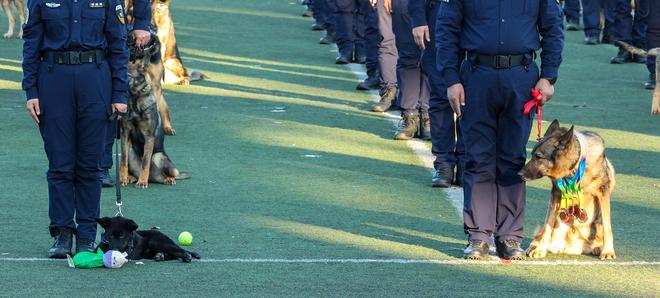 打造警犬“国字号”品牌！公安部力推昆明犬走向全国(图2)