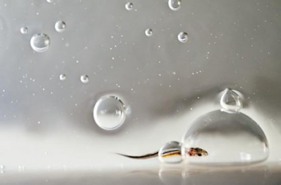 碧水生新长江回响(图1)