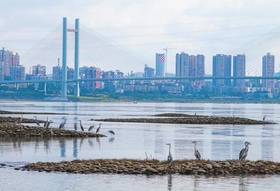 碧水生新长江回响(图3)