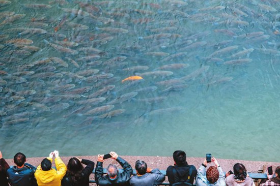 碧水生新长江回响(图4)