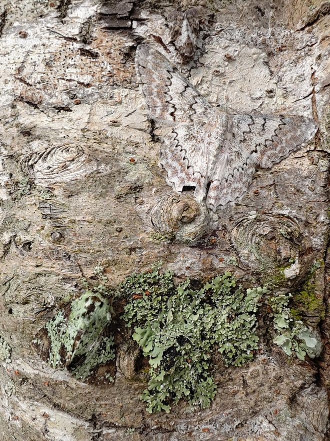 骁龙影像去往「未至之境」(图1)