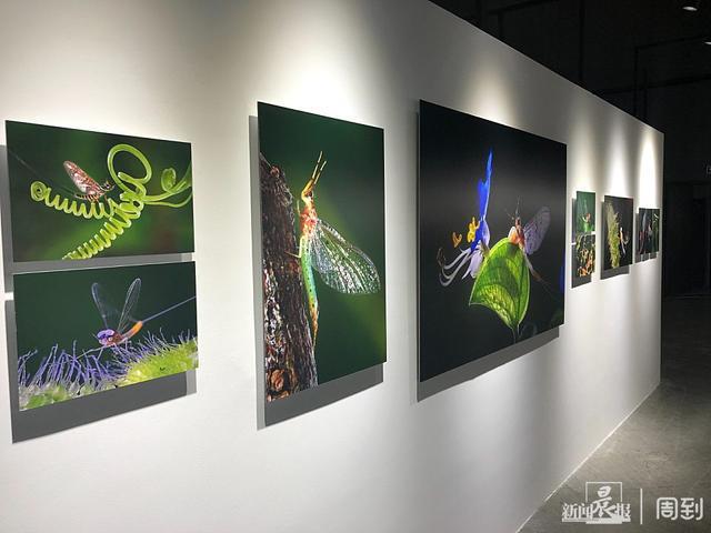 这场光影盛会已经启幕听听上海摄影家讲述参展作品背后的故事(图10)