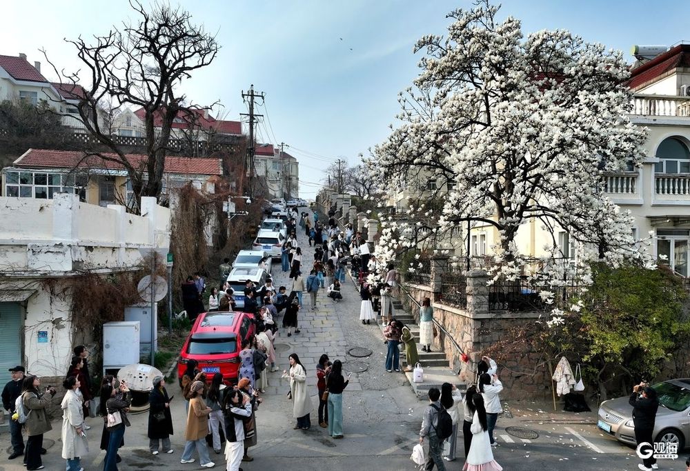 一树玉兰满城春青岛金口一路迎来最美时刻(图1)