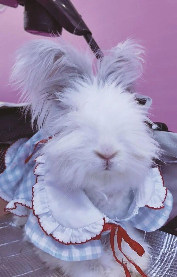 主打“低打扰、高治愈”一大批年轻人开始养这类宠物！(图1)